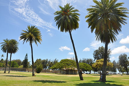 hawaii, diamond head, tree, palm Tree, nature, outdoors