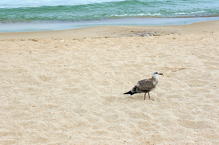 Seagull, fågel, havet, stranden, kusten, Pen, Bulgarien