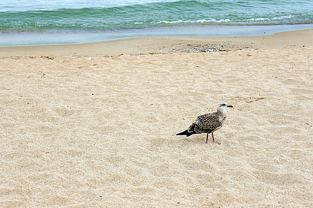 seagull, bird, sea, beach, the coast, pen, bulgaria