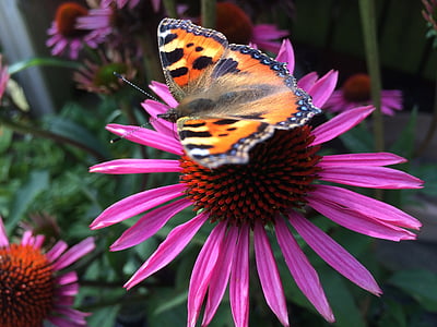 mariposa, flor, naturaleza, insectos, jardín, alas