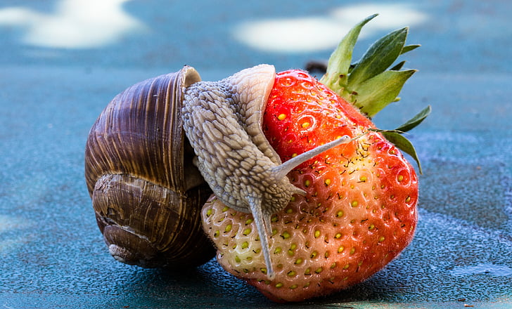jordbær, sneglen, spise, Shell, mad, frugt, natur