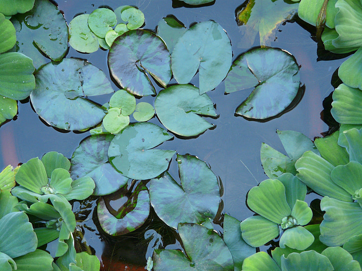 water lilies, flowers, pond, taiwan