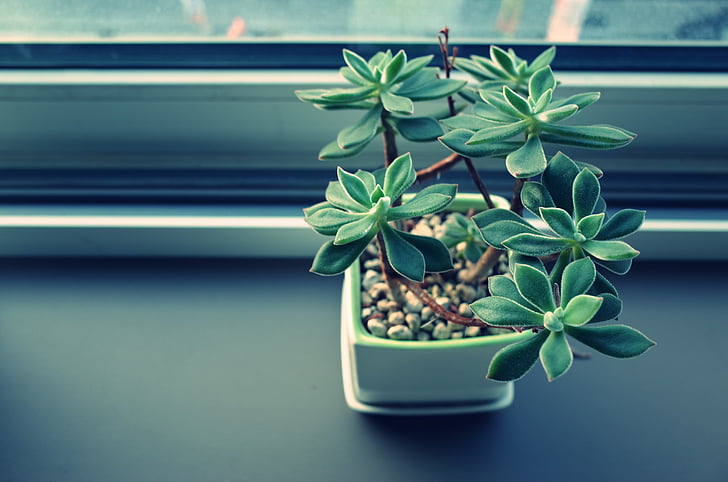 decoration, plant, pot plant, window