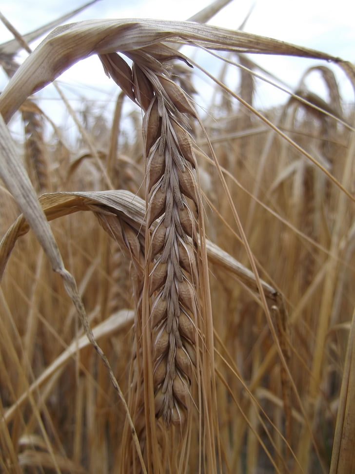 grain, field, cereals, ear, cornfield, plant, nature