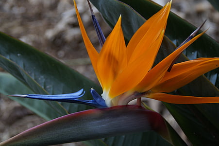 strelizie, exotic, bird of paradise flower, paradise flower, strelitziaceae, caudata greenhouse, caudata
