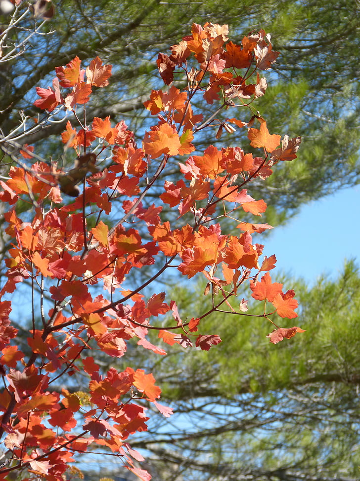 sicòmor, fulles vermelles, tardor, octubre, parc natural