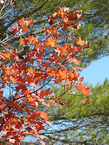 Jawor, czerwone liście, jesień, Październik, park naturalny
