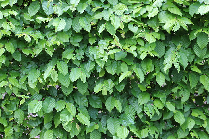 green, leaves, structure, fouling