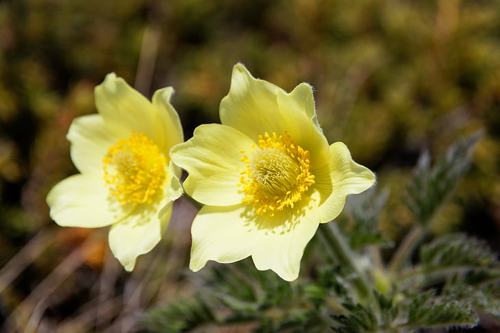 síra Sasanka, žlutá pulsatilla alpina, Pulsatilla alpina subsp, apiifolia, žlutý květ, Příroda, květ
