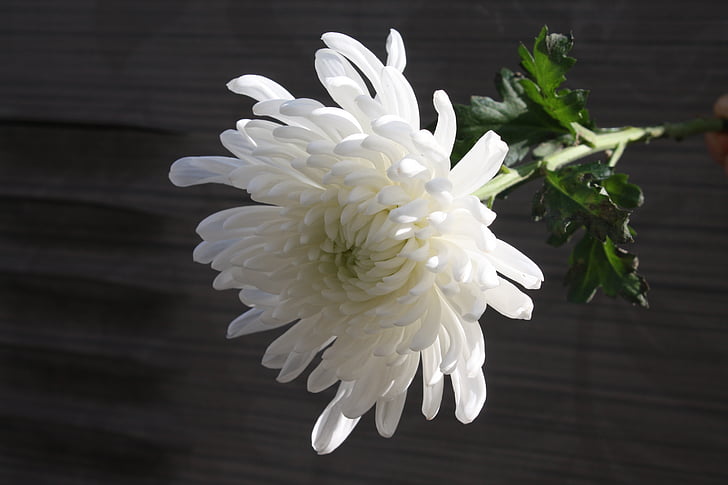 chrysanthème, deuil, article, chagrin, blanc