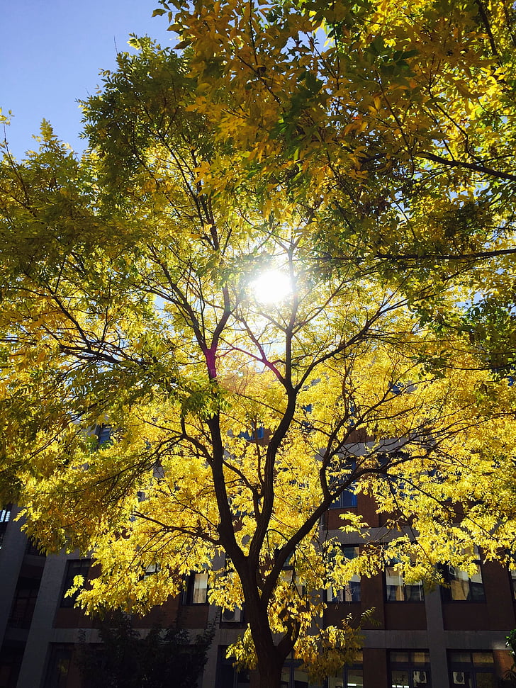 solskin, træ, gul, grøn, campus, natur, efterår