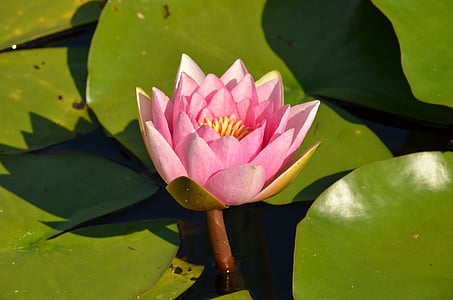 nature, plant, flower, lily, water lily, green, pink