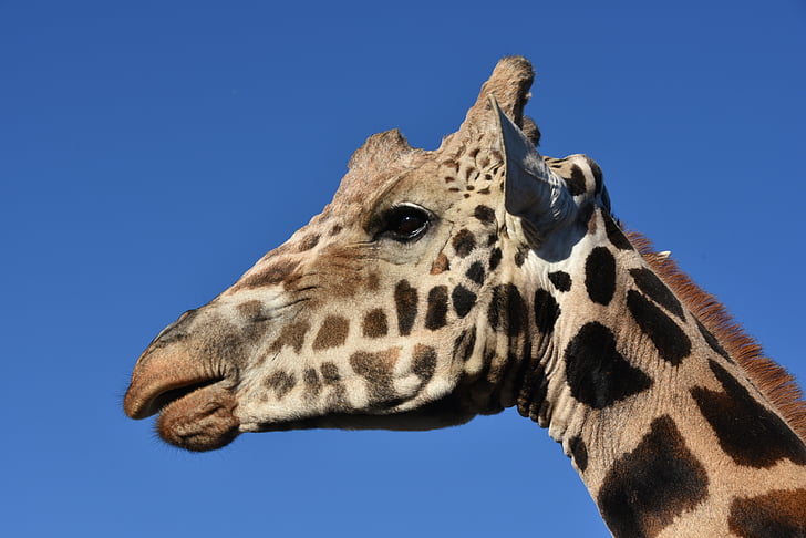 girafa, animal, vida silvestre, animal salvatge, africà, cara, responsable