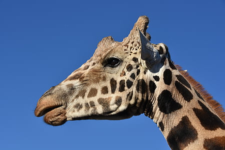 žirafa, živali, prosto živeče živali, divje živali, afriške, obraz, vodja