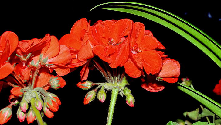 Geranium, czerwony, kwiat