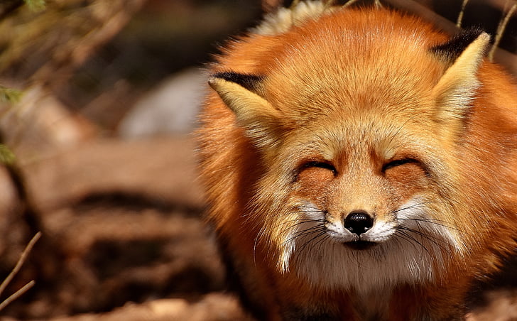 Fuchs, śmieszne, dzikie zwierzę, zmęczony, ząb, stopy, drapieżnik