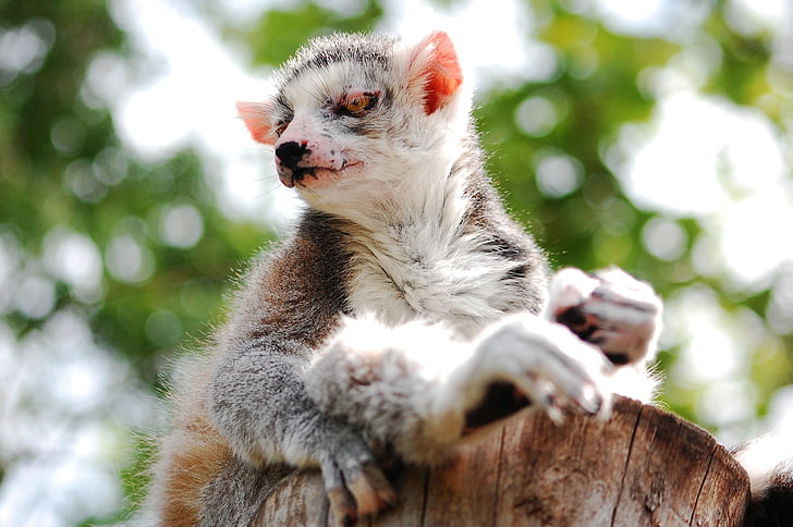 lemure, seduta, Zoo di, chiaro, giardino zoologico, animale, lemuri