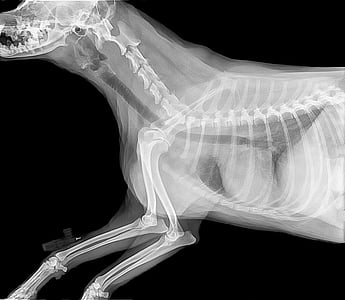 radiografija, kosti, medicinski, sa slikama, slike, veterinar, pas