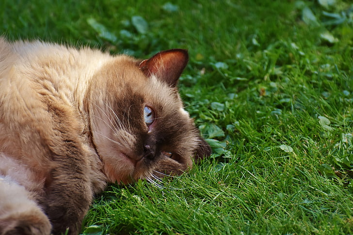 cat, british shorthair, thoroughbred, fur, brown, beige, blue eye