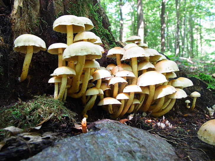 mushrooms, forest, forest floor, nature, plant, moss, flora