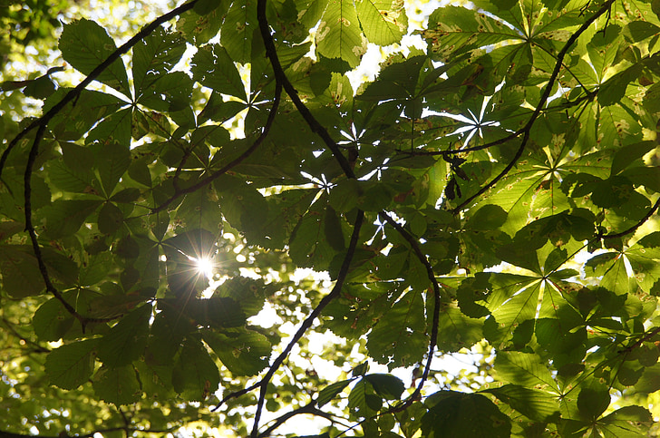 canopy, sun, summer, chestnut, beer garden, green, tree