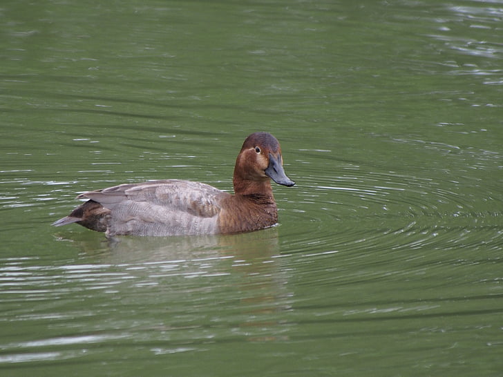 Moriglione, Red-headed duck, migrante, Parco Sud, Taipei