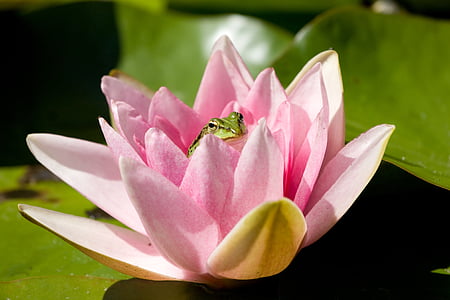 water lily, frog, water frog, water, pond, pond inhabitants, lake rose