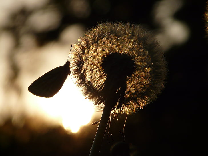 dandelion, seeds, flower, meadow, spring, stalk, back light