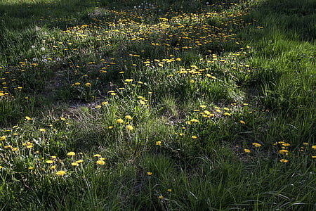 dandelion field, dandelions, green, meadow, nature, spring, flower
