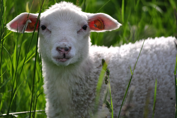 Природа, Лемб, овець, тварини, вітчизняних, відкритий, зелена трава