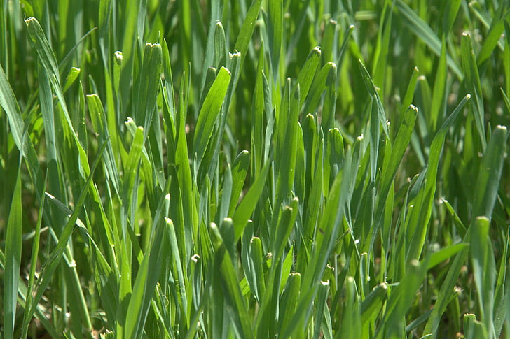 Grass, Grün, Natur, Rasen, natürliche, Weide, grüne Farbe