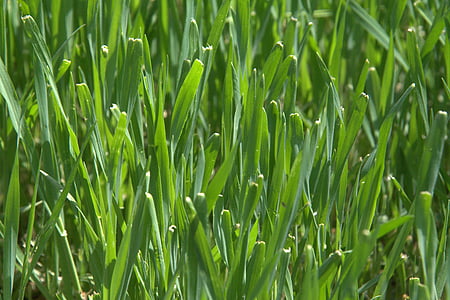 hierba, verde, naturaleza, césped, natural, del pasto, color verde