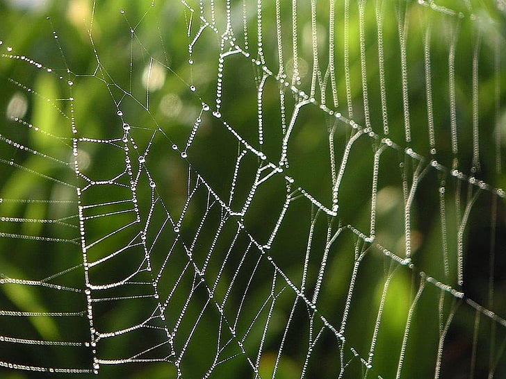 spider webs, drops, dew, water, landscapes, nature
