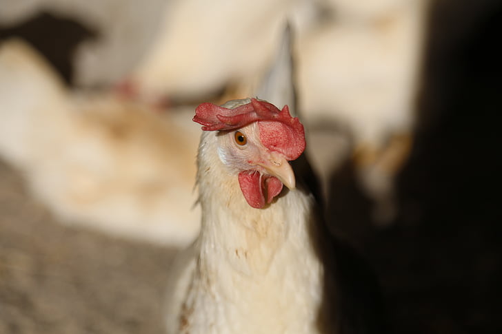 chicken, laying hens, stall, switzerland