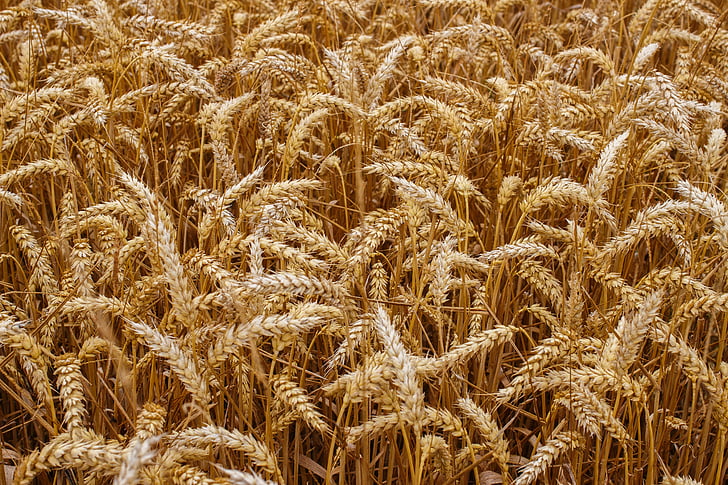 밀, 곡물, 작물, 빵, 수확, 농업, 씨앗