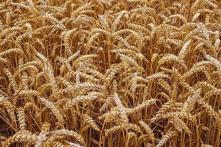 pšenice, zrno, plodiny, chléb, sklizeň, zemědělství, semena