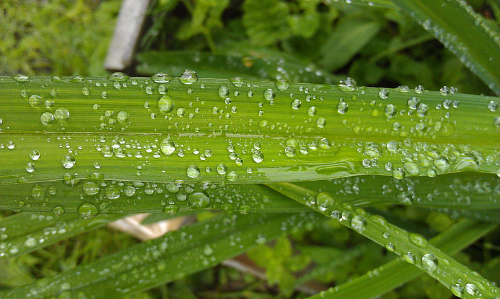 drops of dew, drops, rosa, nature, drops of water, raindrops, macro
