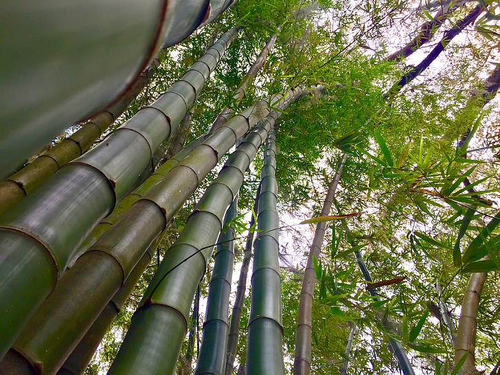bambu, batang, hijau, tanaman, Asia, Taman, Cina