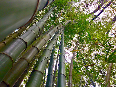 bambú, los tallos, verde, planta, Asia, jardín, China