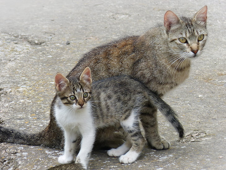 gata, kitten, mother and son, breeding, housecat