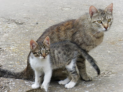 Gata, chaton, mère et fils, de reproduction, Housecat