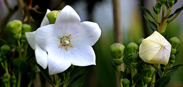 flor de globus, bellflower xinès, Bellflower, flor ornamental, flor, jardí, blanc