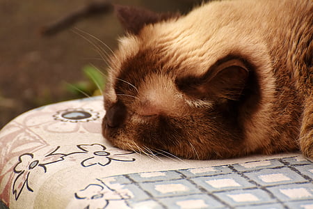 Engelsk Stenografien, søvn, søt, katten, mieze, dyr verden, brun