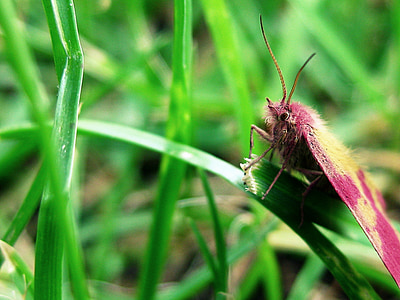 moth, pink, insect, bug, nature, grass, green