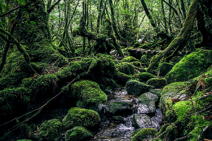 Yakushima island, roheline, looduslik, looduspärandi, mõistatus, metsa, loodus