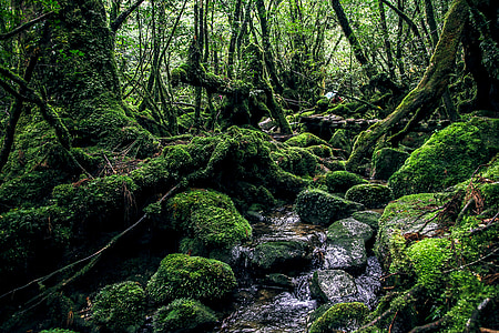 yakushima island, green, natural, natural heritage, mystery, forest, nature