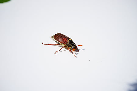 maikäfer, cockchafer, beetle, insect, krabbeltier, spring, may