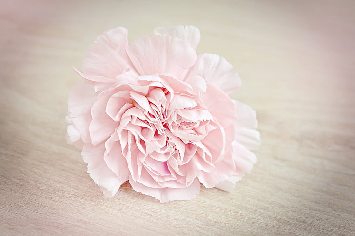 flower, carnation, blossom, bloom, petals, pink, carnation pink