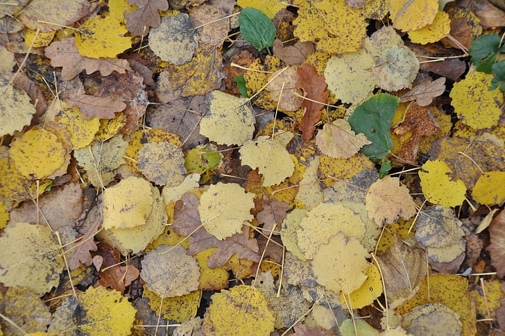 Jesienne liście, jesień, liść, opadłych liści