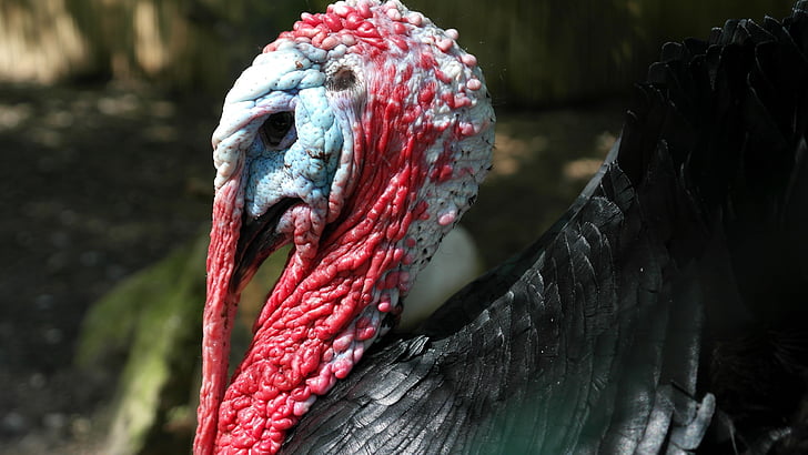 Turquia, pássaro, mundo animal, Wild turkey, Meleagris gallopavo, espécies